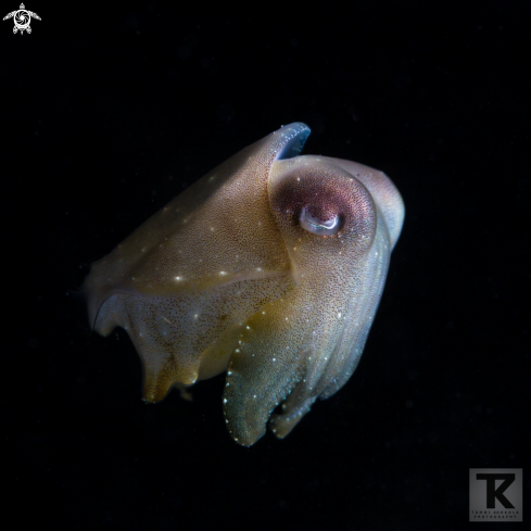 A Broadclub cuttlefish