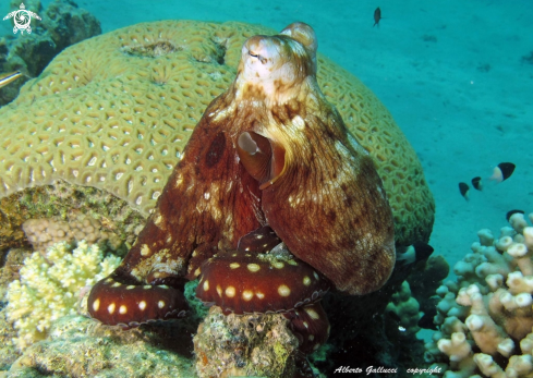 A Octopus