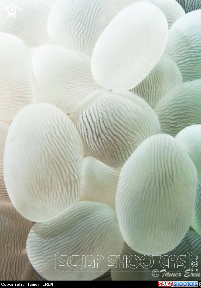 A Bubble Coral 