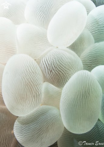 A Bubble Coral 