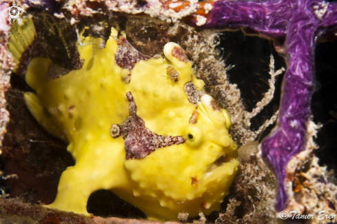 A Clown Frogfish