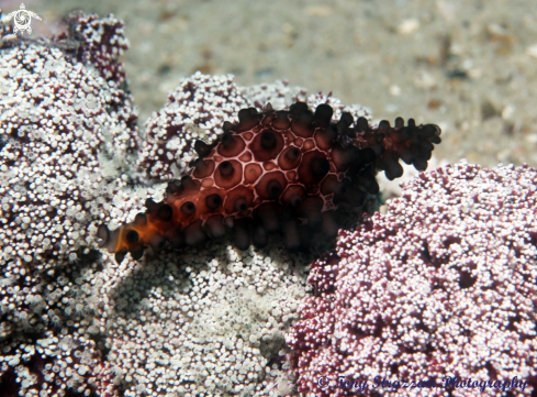 A Volva volva | Shuttlecock Egg Cowry