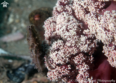 A White's seahorse with common octopus