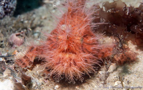 A Antennarius striatus  | Striped anglefish