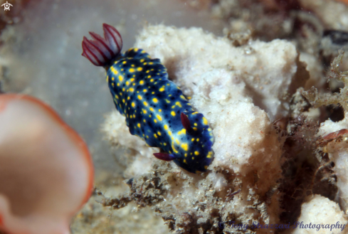 A Hypselodoris obscura | Obscure Hypselodoris