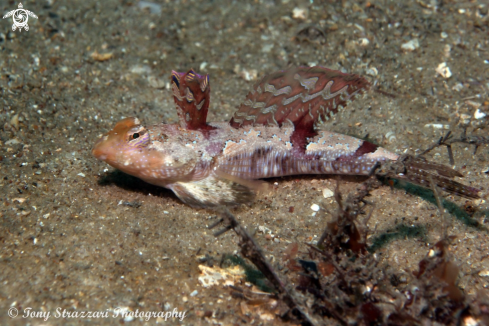 A Lepidoblennius haplodactylus | Jumping Joey