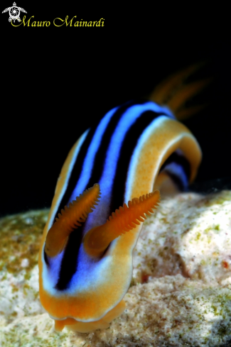 A Nudibranch chromodoris