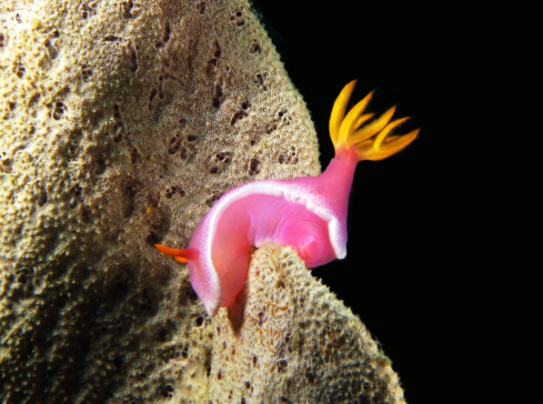 A hypselodoris bullockii | 