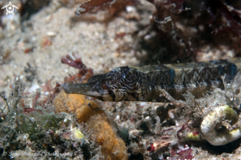 A Filicampus tigris | Tiger pipefish