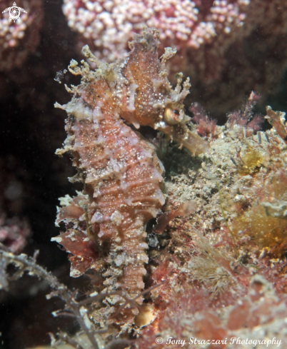 A Hippocampus whitei | White's seahorse