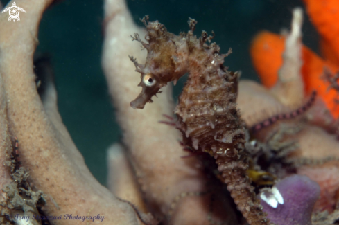 A White's seahorse