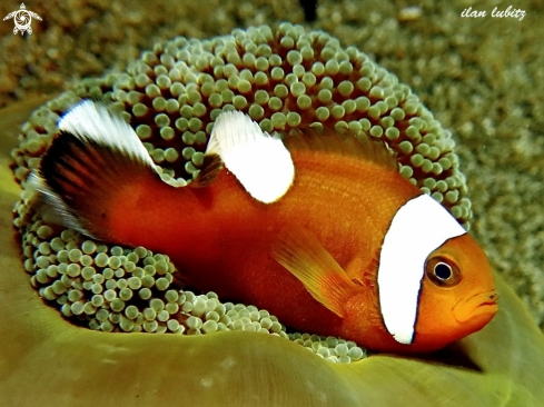 A Nemo