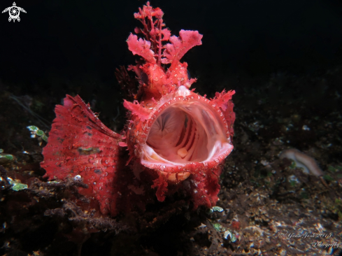 A weedy scorpion | Rhinopias frondosa