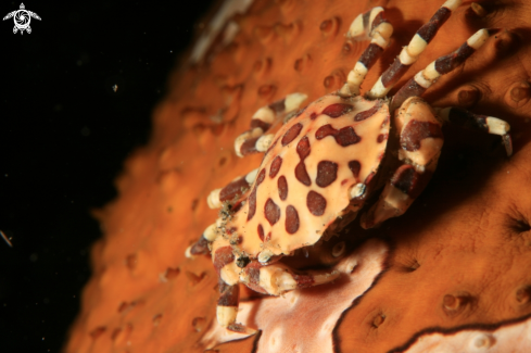 A Sea Cucumber Crab