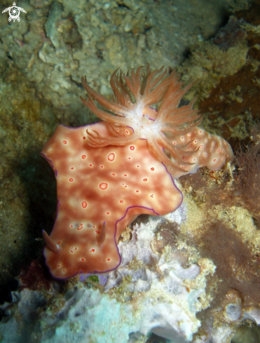 A ceratosoma trilobatum | 