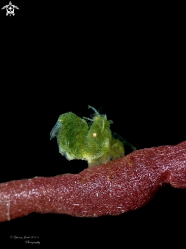 A Algae shrimp