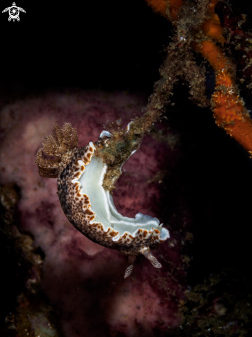 A Chromodoris mandapamensis | Nudibranch