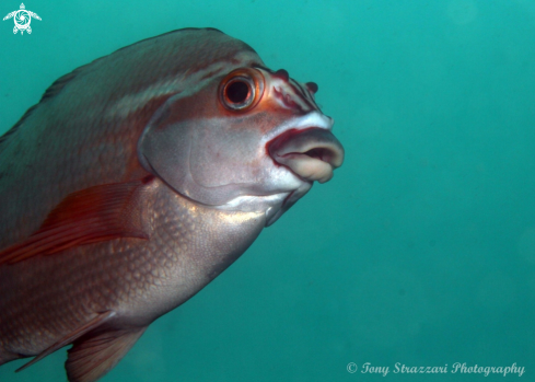 A Cheilodactylus fuscus | Red morwong