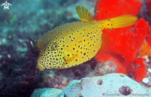 A Ostracion cubicus | Yellow Boxfish