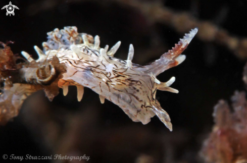 A Okenia pellucida | Pellucid Okenia