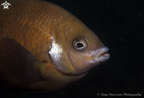 A White ear scalyfin