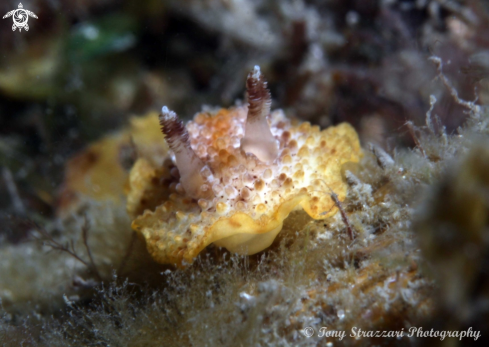 A Hoplodoris nodulosa | Nodulose Hoplodoris