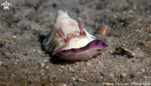 A Gold-Spotted Chromodoris