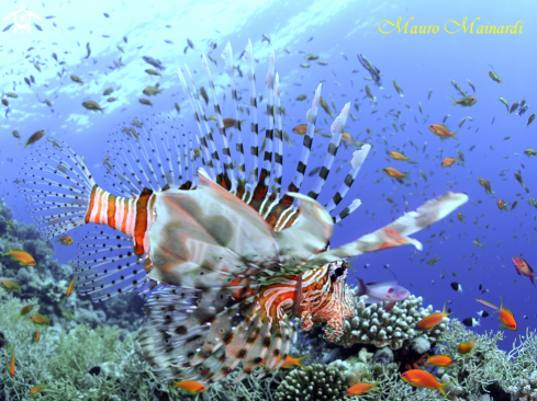 A Lionfish