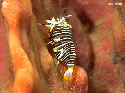 A Gnathophyllum americanum | Shrimp