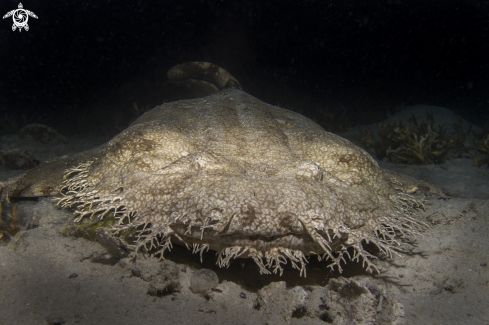 A Wobbegong