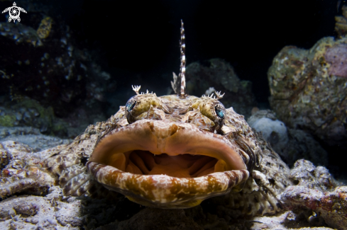 A Crocodile fish