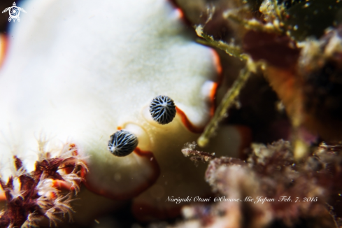 A nudibranch