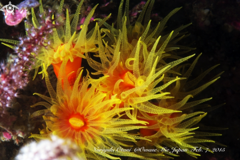 A Orange coral