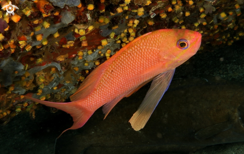 A Anthias anthias | Castagnola rossa (Maschio)