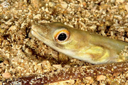 A Ariosoma balearicum | Grongo delle Baleari