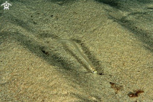 A Grongo delle Baleari