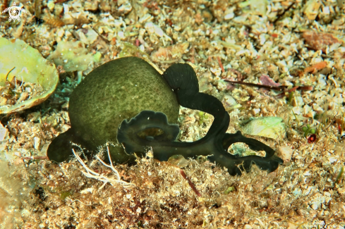 A Bonellia viridis | Bonellia verde