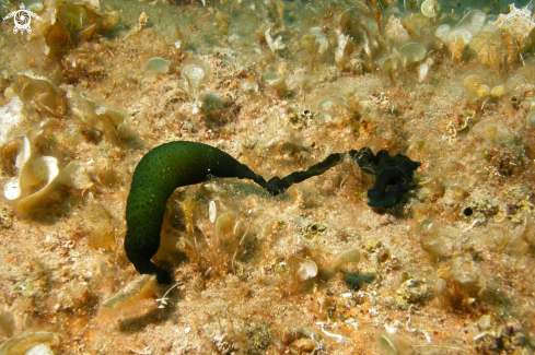 A Bonellia viridis | Bonellia verde