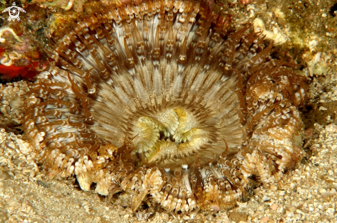 A Cereus pedunculatus | Cereo peduncolato