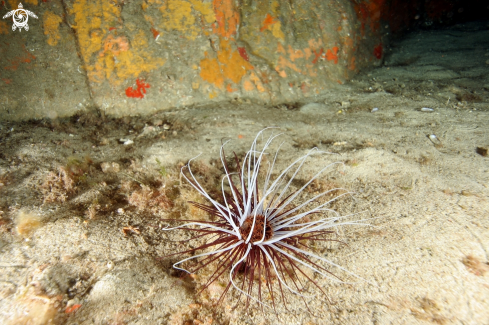 A Cerianthus membranaceus | Cerianto membranaceo