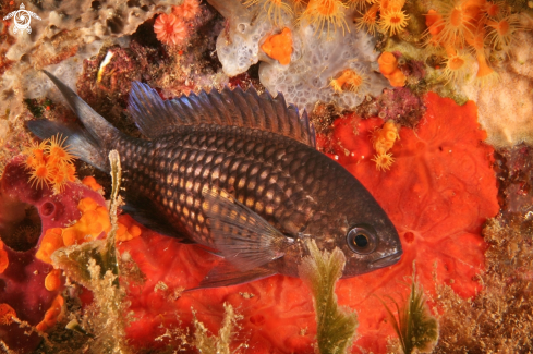 A Chromis chromis | Castagnola