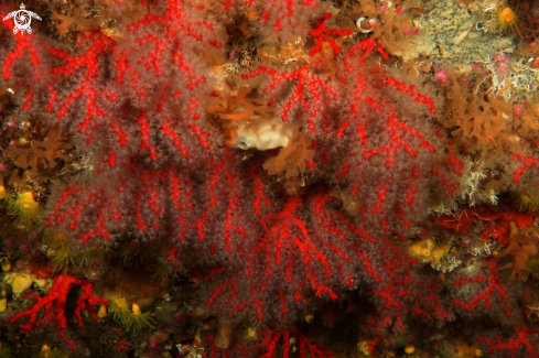 A Corallo rosso