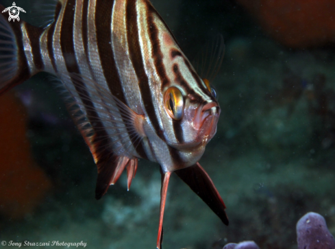 A Enoplosus armatus | Old wife