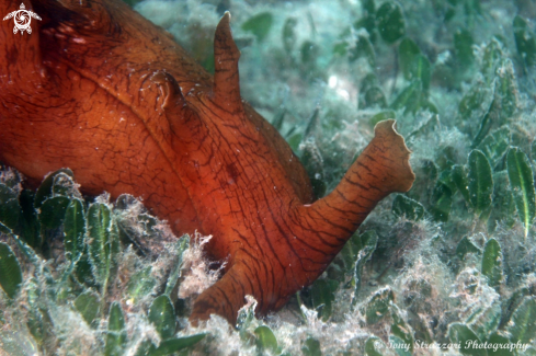 A Aplysia extraordinaria | Giant sea hare