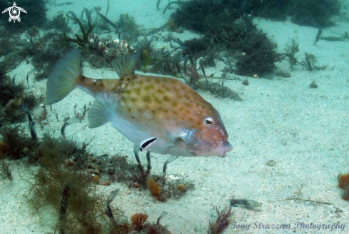 A Eubalichthys mosaicus + Labroides dimidiatus | Mosaic Leatherjacket and Cleaner Wrasse