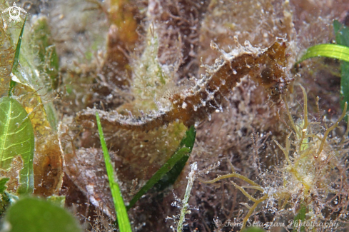 A White's seahorse