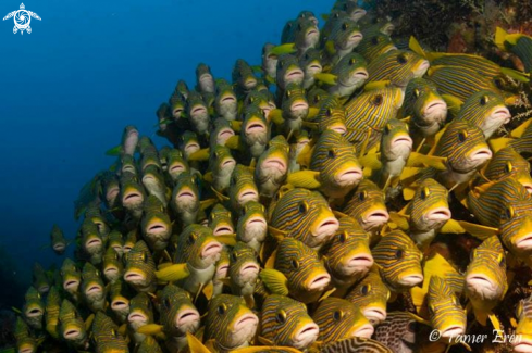 A Plectorhinchus Polytaenia | Ribboned Sweetlips