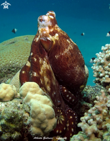 A Octopus