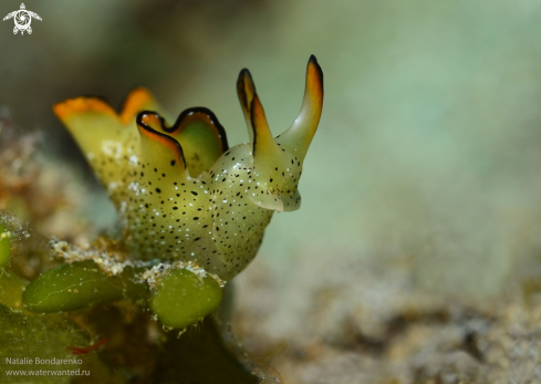 A Nudibranch