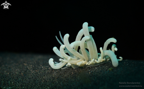 A Nudibranch